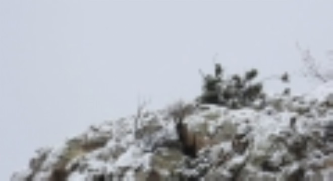 Av yasağı başladı