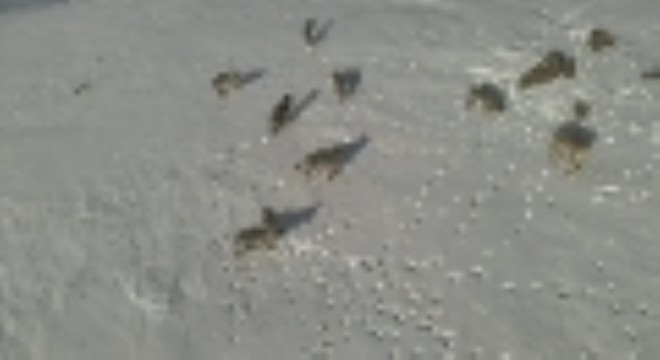 Karayazı da kurt sürüsü gündüz vakti görüntülendi