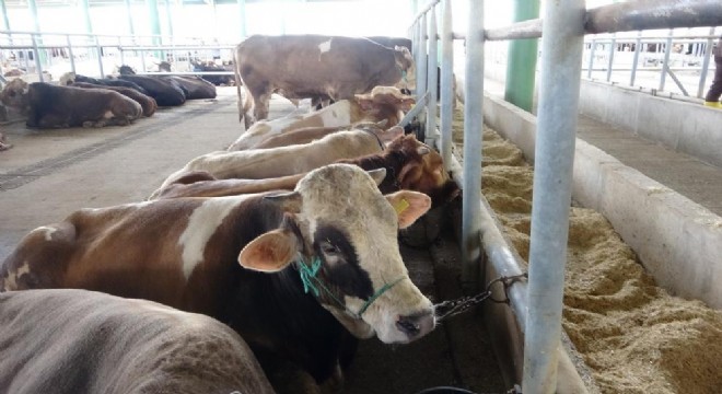 Uzmanından  Deli dana  uyarısı