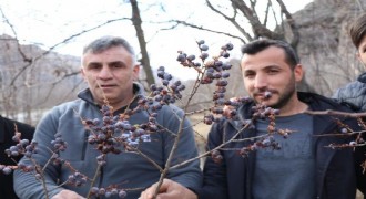 Meyva ve sebze üretiminde Ayvalı farkı